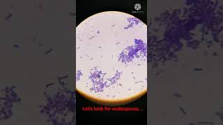 Bacterial Cells with Endospores under Microscope I Shorts [upl. by Lubba]