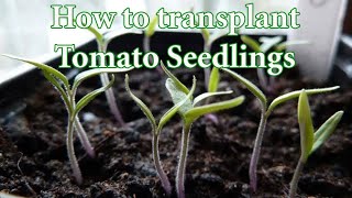 How to Transplant  Prick out Tomato Seedlings [upl. by Akiam]