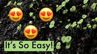 How To Germinate Coleus Seeds  Grow Coleus From Seeds  Easy 5 Step Process [upl. by Namad583]