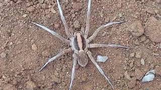 Up Close with a Wolf Spider  Incredible Macro Footage [upl. by Sihunn]