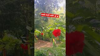 Home gardening Narsari ytshorts 🔥🔥🕊️ [upl. by Nongim]