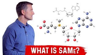 What is SAMe SAdenosylMethionine Explained By Dr Berg [upl. by Alyahs]