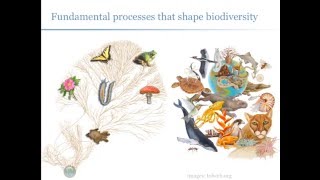 UM EEB Seminar Erica Bree Rosenblum UC Berkeley [upl. by Acsecnarf565]