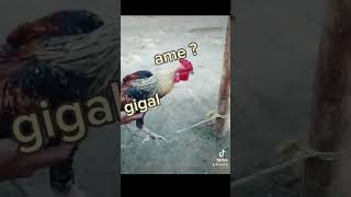 Aim and fugal pubgmobileclutchpubgmobile pubg pubgmobile [upl. by Mcafee]