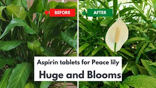 Just One Aspirin Tablet for Spathiphyllum  Get Your Peace Lily to Flower Again [upl. by Kinney187]