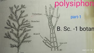 Polysiphonia RHODOPHYCEAE General Characters of thallus cell st [upl. by Danella]