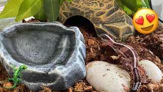 How I Set up my African Fat Tailed Geckos Tank [upl. by Fransisco961]