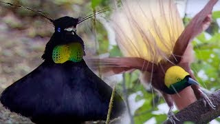 Bird Of Paradise Courtship Spectacle  Planet Earth  BBC Earth [upl. by Aihc740]