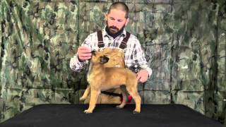 Malinois Puppy Training Lesson One [upl. by Zoltai]