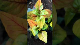 alternanthera plants lovelyplants plantslover ytshort shorts youtube subscribe shortvideo [upl. by Nepets]