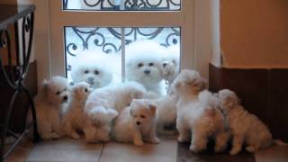 Bichon frise puppies from quotFRIZZLED LIFEquot 1 [upl. by Naujaj]