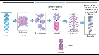 Chromosomes and DNA Packaging [upl. by Frager]