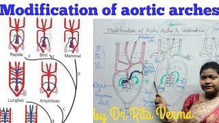 Modification of aortic arches in Vertebrate Basic Plan of aortic arches for BSc Msc UPSC NEET [upl. by Nairbo]