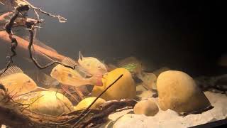 Geophagus Winemilleri Digging [upl. by Proud]