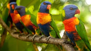 Rainbow lorikeet traning season [upl. by Ulita]