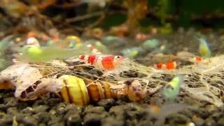 Crystal Red Caridina cf cantonensis amp Blue jelly Neocaridina davidi [upl. by Inava]