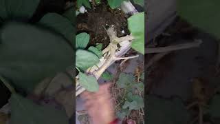 Removing pumpkin Plant from My Garden A StepbyStep Guide short ytshorts viral shorts [upl. by Lombardo]