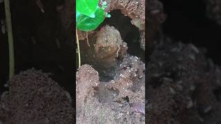 Termite Colony TimeLapse [upl. by Giovanni]