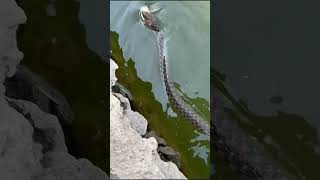 keelback snake carrying fish in its mouth nonevenomous [upl. by Branen]