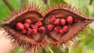 URUCUM Abaixa o Colesterol Combate Psoríase Recupera a Visão Remedio 💖 MARILENE SARAH FIALHO [upl. by Bonnice]