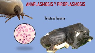 ANAPLASMOSIS Y PIROPLASMOSIS BOVINA TRISTEZA BOVINA [upl. by Trillbee81]