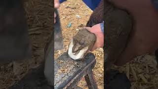 Wonderful Donkey Hoof Trimming Video shorts hoof [upl. by Leese]