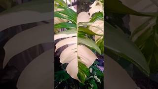 epipremnum pinnatum variegated albo plant garden houseplant indoorplants plantlover gardening [upl. by Krishnah78]