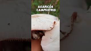 Agaricus campestris shorts [upl. by Rape]