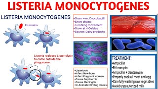 Listeria monocytogenes  Pathogenicity  Listeriosis  Diagnosis  Treatment [upl. by Carolan]