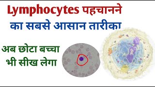 Lymphocytes identification Basic steps I How to identify lymphocytes [upl. by Aronoel610]