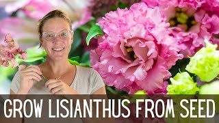 Growing Lisianthus  An Easy How To Guide 🌺🌺🌺  Growing Lisianthus From Seed  Cut Flower Garden [upl. by Lenor]