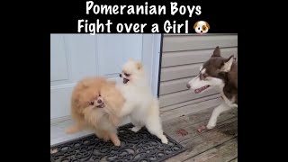 TWO POMERANIAN BOYS FIGHT OVER HUSKY GIRL [upl. by Pelaga]