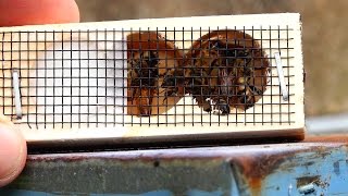 Queen Cage When and How to Re Queen a Hive with a new Queen Bee Queen Replacement [upl. by Ardnoik]