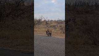 Hyena Misbehavior Wild Education in Africa  Wildlife Hyenas AfricanWildlife AmazingAnimals [upl. by Gawlas341]