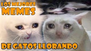 LOS MEJORES MEMES DE GATOS LLORANDO  MEMES DE GATOS  PARTE 1 [upl. by Weingarten]