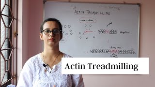 Actin Treadmilling [upl. by Akinom]