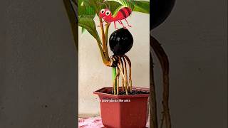 Grow Coconut Plant like Ant  Plant [upl. by Atnim]