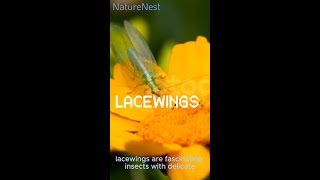 Why Lacewings Are the Gardens Best Friends1109 [upl. by Auston]