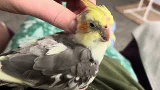 Molting Itchy Pet Cockatiel Preening amp Cleaning Pin Feathers [upl. by Dorene386]