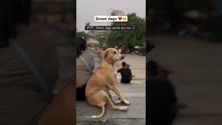 Dogs lovers ❤️ dog doglover doglife streetdog trending travel youtubeshorts viral viralshor [upl. by Notnel699]