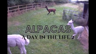 What alpacas do in a day [upl. by Adnilec605]