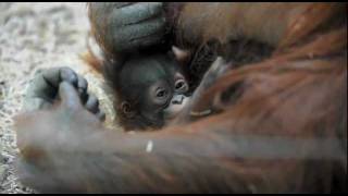 cute baby orang utan and her proud mum [upl. by Iztim101]