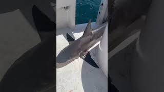 Captain Mark The Shark major sandbar shark tag and release fishing shark florida tag fl [upl. by Jung]