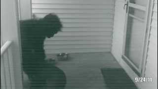 Video Show Bigfoot Stealing Dog  92411 [upl. by Eirrol999]