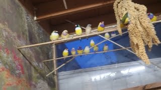 Lady Gouldian Finch Aviary Colorful Birds Finches 2024 Aviario gouldianfinch birds aves finch [upl. by Nivlag961]