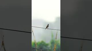 The bluethroat Luscinia svecica is a small passerine bird song music love [upl. by Noizneb]