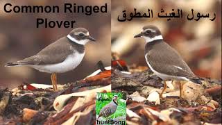 صوت رسول الغيث المطوق الدالوم song call common ringed plover [upl. by Fornof160]