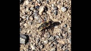 Arı sineği ile örümcek Araña con mosca abeja decapitada عنکبوت با مگس زنبور سر بریده [upl. by Brittani572]