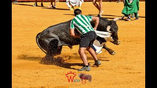 ENCIERRO Y CAPEA DE PERALES DE TAJUÑA [upl. by Brunn]