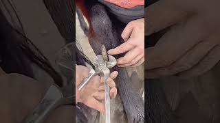 Horse leg scab trimming process Good tools and machinery can increase work efficiency [upl. by Aleras]